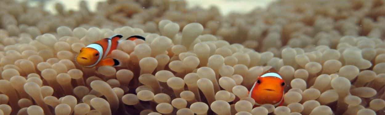 Koh Tachai Diving Daytrips