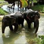 Elephant Khao Lak