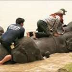 Elephant Bathing Khao Lak