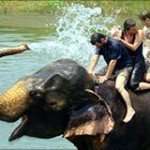 Elephant Bathing