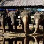 Elephant camp