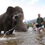 Elephant Bath Excursion