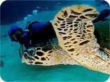 daytrip diving similan