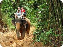 Trekking con Elefantes en Khao Lak