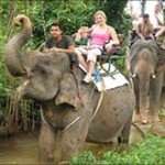 Half a day Elephant Trekking