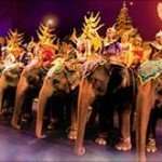 Phuket Elephant Show