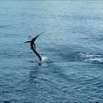 Khao Lak Fishing trip