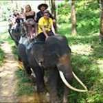Khao Sok Elephant Trekking