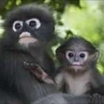 Khao Sok monkey