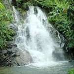 Khao Lak Jungle