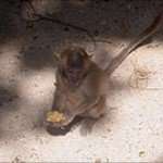 Monkey Temple