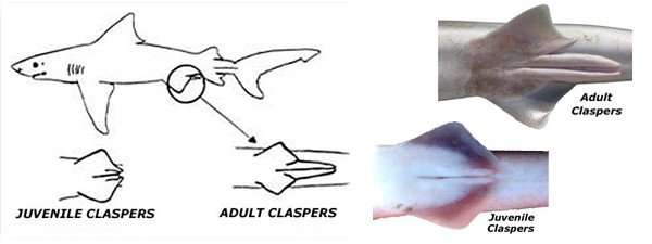 male shark sex determination