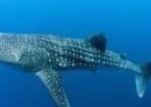 Whale Sharks Season Similan Islands Thailand
