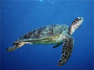 turtle khao lak