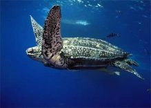 Where to find Turtles at the Similan islands?