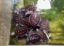 Khao Lak Turtle Sanctuary