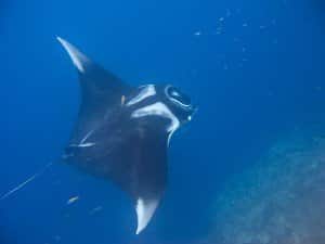 Oceanic Manta