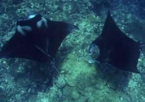 Reef Manta