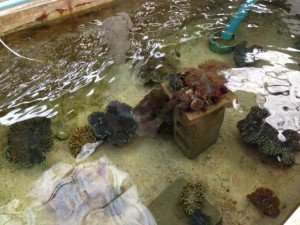 Coral conservation Center