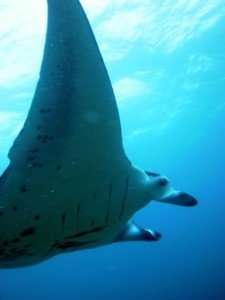 manta ray in thailand