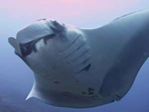 similan manta ray