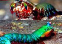 The Mantis Shrimp