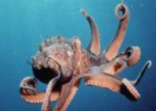 The Amazing Octopus