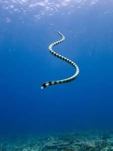 banded sea snake