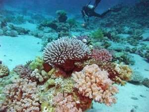 patch reef