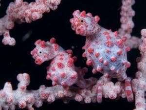 pigmy seahorse