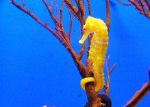 Seahorses