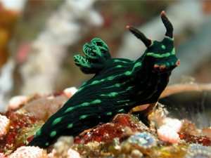 Dorids Aeolids
