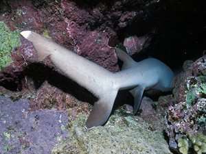 feeding whitetip reef shark