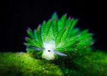 Nudibranchs
