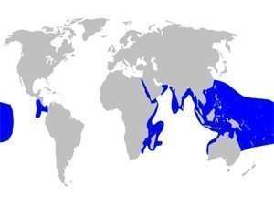 whitetip reef shark distribution map