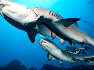 whitetip reef sharkmating