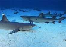 Whitetip reef sharks