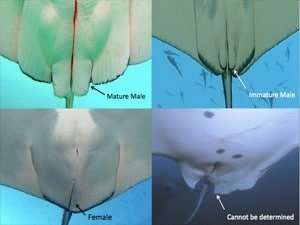 manta determining sex
