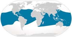 manta ray distribution
