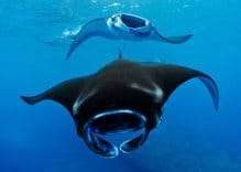 Manta Rays of Thailand