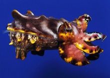 The Mysterious Cuttlefish at Similan Islands Thailand