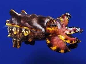 flamboyant cuttlefish