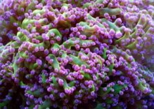 Coral reefs of Similan