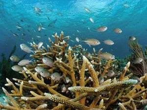 Branching corals