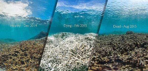 coral bleaching dead