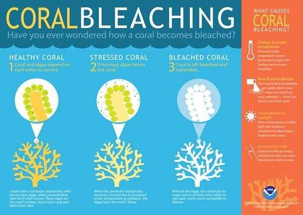coral bleaching