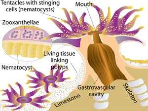 coral polyp diagram