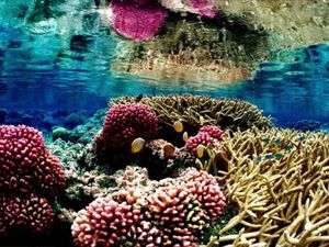 coral reefs