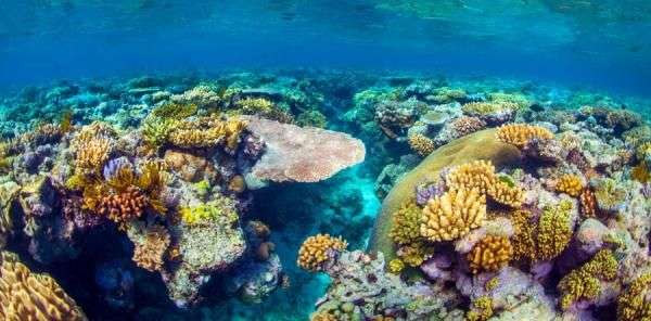 Coral types and how to recognize them | Similan islands Corals