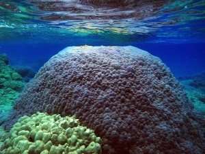 Massive corals